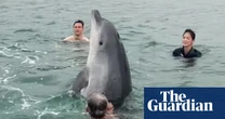 Public warned to keep away from injured dolphin filmed with Dorset swimmers