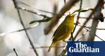 Traffic noise triggers road rage among male Galápagos birds