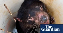 Ten Tasmanian devil joeys discovered during pouch check of endangered marsupials  – video
