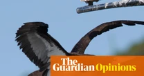 I was a hardcore twitcher. I understand why the Cocos booby has Australia’s birders in a frenzy | Andrew Stafford