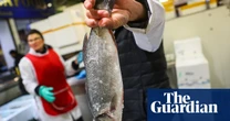 The hidden cost of your supermarket sea bass