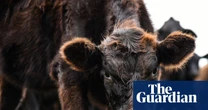 Raging bulls: why Maga is pushing cow products on to America