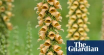 Foxgloves are cottage garden classics, but they look just as good in town