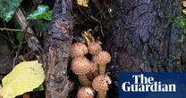 Young country diary: Bright or dull, fungi are my wonders of the woods