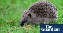 AI to track hedgehog populations in pioneering UK project