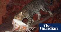 Shooters to target feral cats in NSW national parks amid boom in population