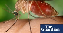 Climate change could bring insect-borne tropical diseases to UK, scientists warn