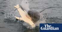 LED lights on underside of surfboards may deter great white shark attacks