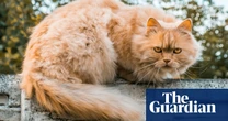 Scientists solve the mystery of ginger cats – helped by hundreds of cat owners