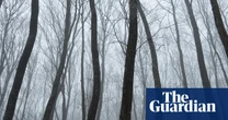 ‘The world’s most haunted forest’: twisted trees, UFOs and spooky stories in Transylvania