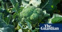 UK faces broccoli and cauliflower shortage this spring