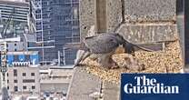 Collins Street falcons: two chicks have hatched on skyscraper and are taking meals – video