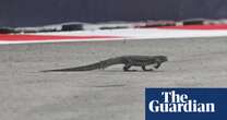 F1 Singapore GP practice halted after large lizard invades track