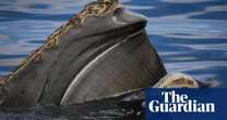 ‘Extraordinary longevity’: great whales can live a lot longer than we thought – if we leave them alone