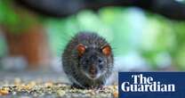 ‘Perfect rat storm’: urban rodent numbers soar as the climate heats, study finds