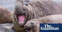 Sex on the beach: pressures of extreme polygamy may be driving southern elephant seals to early death