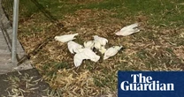 Hundreds of little corellas killed in suspected poisoning attack in regional Victorian city