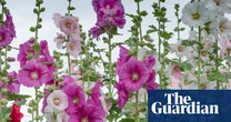 The UK’s best online nurseries to transform your garden without leaving home