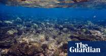 ‘Graveyard of corals’ found after extreme heat and cyclones hit northern Great Barrier Reef