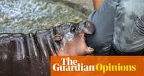 A baby pygmy hippo named Moo Deng: she is all we want to look at | Helen Sullivan