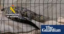 Nile crocodiles and Burmese python among rare species seized in Spain