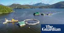 Could a ban on sea farms save Canada’s salmon?