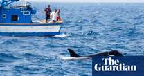 Science Weekly Why are orcas attacking boats and is the behaviour spreading? – podcast