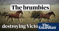 Trampling Victoria's Alps: how brumbies are destroying the native habitat – video