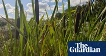 ‘A win-win for farmers’: how flooding fields in north-west England could boost crops