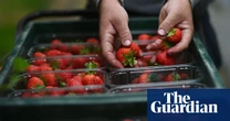 Two-fifths of British berry growers could go bust by end of 2026, study finds