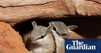 Baby numbats spotted at two wildlife sanctuaries in hopeful sign for one of Australia’s rarest marsupials