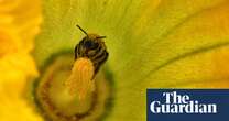 Government decision not to authorise pesticide is ‘sweet as honey’ for pollinators