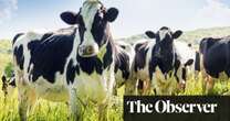 Cows help farms capture more carbon in soil, study shows