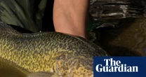 The not-so-little Murray cod that could: fish tracked swimming 900km along Australia’s biggest river system