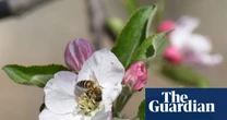 Pollinators in peril: scientists reveal the hidden human health costs of the world’s disappearing bees