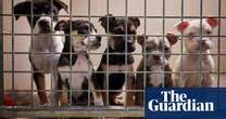 UK ministers support bill to crack down on puppy smuggling