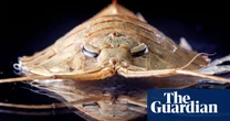 Sea pigs, icefish and trilobites: Antarctica’s mysterious marine life – in pictures