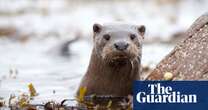 Otters among UK wildlife carrying toxic ‘forever chemicals’, analysis shows