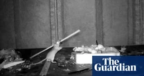 House-proud Welsh mouse may be ‘tidying’ for fun, say scientists