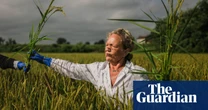 Risotto crisis: the fight to save Italy’s beloved dish from extinction