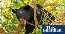 Wildlife groups condemn approval of ‘barbaric’ Florida black bear hunt