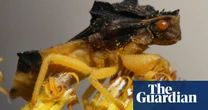 Climate crisis has impact on insects’ colours and sex lives, study finds
