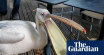Week in wildlife: a hopeful pelican, peregrine chicks and cute baby numbats