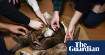 Otters posing for selfies in Japanese cafes may be linked to illegal trade, experts warn