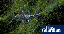 Scientists find 57,000 cells and 150m neural connections in tiny sample of human brain