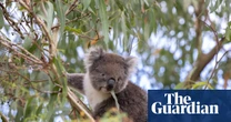 Loss of koala habitat shows ‘total failure’ of nature laws, conservationists say