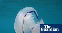 Unusually high number of jellyfish arrive in UK seas