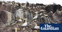 Call to phase out ‘inhumane’ guga hunt by working with Hebridean islanders