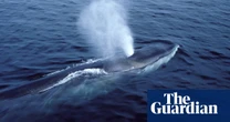 Australian government ‘deeply disappointed’ by Japan’s decision to expand commercial whaling target list