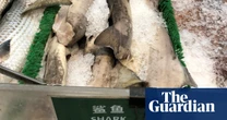 Much of US shark meat comes from endangered species, study finds